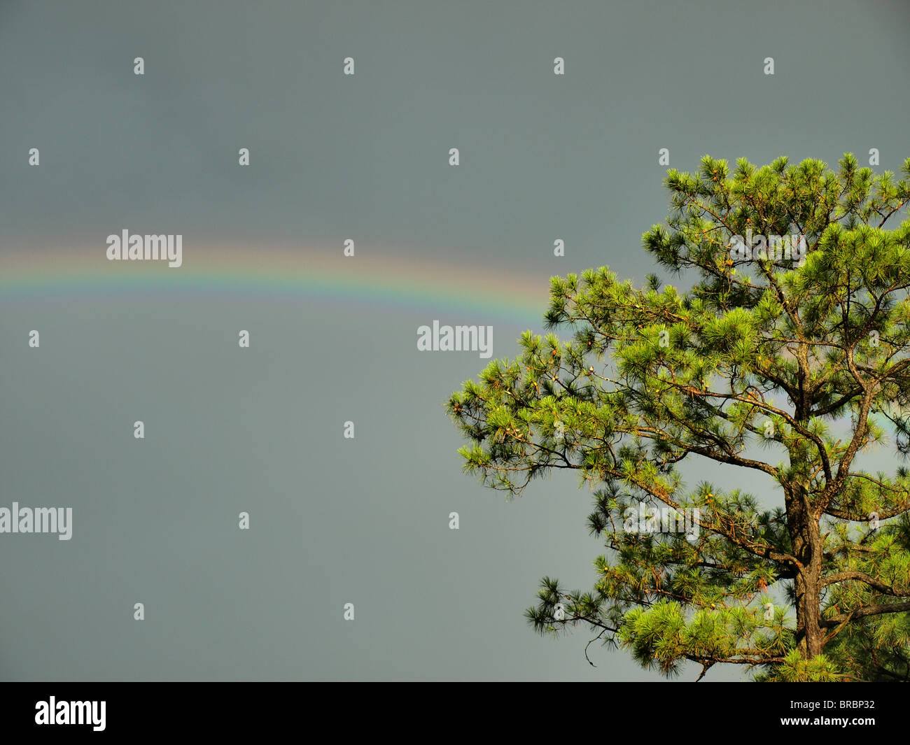 Rainbow dopo la tempesta nel cielo blu chiaro con alti pini arcobaleni in primo piano Foto Stock