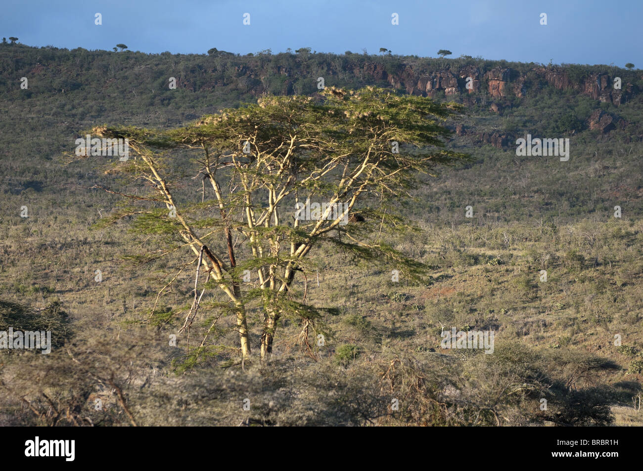 Giallo abbaiato acacia (febbre albero) (Acacia xanthopholea), Loisaba Wilderness Conservancy, Laikipia, Kenya, Africa orientale Foto Stock