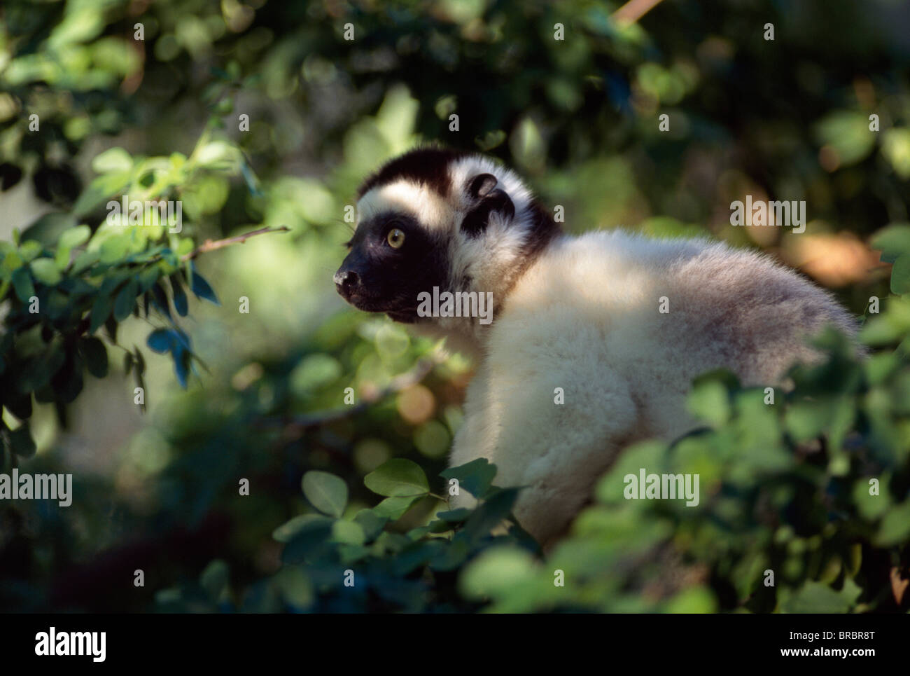 La Verreaux Sifaka (Propithecus verreauxi) seduto su albero, Berenty Riserva, Madagascar meridionale Foto Stock