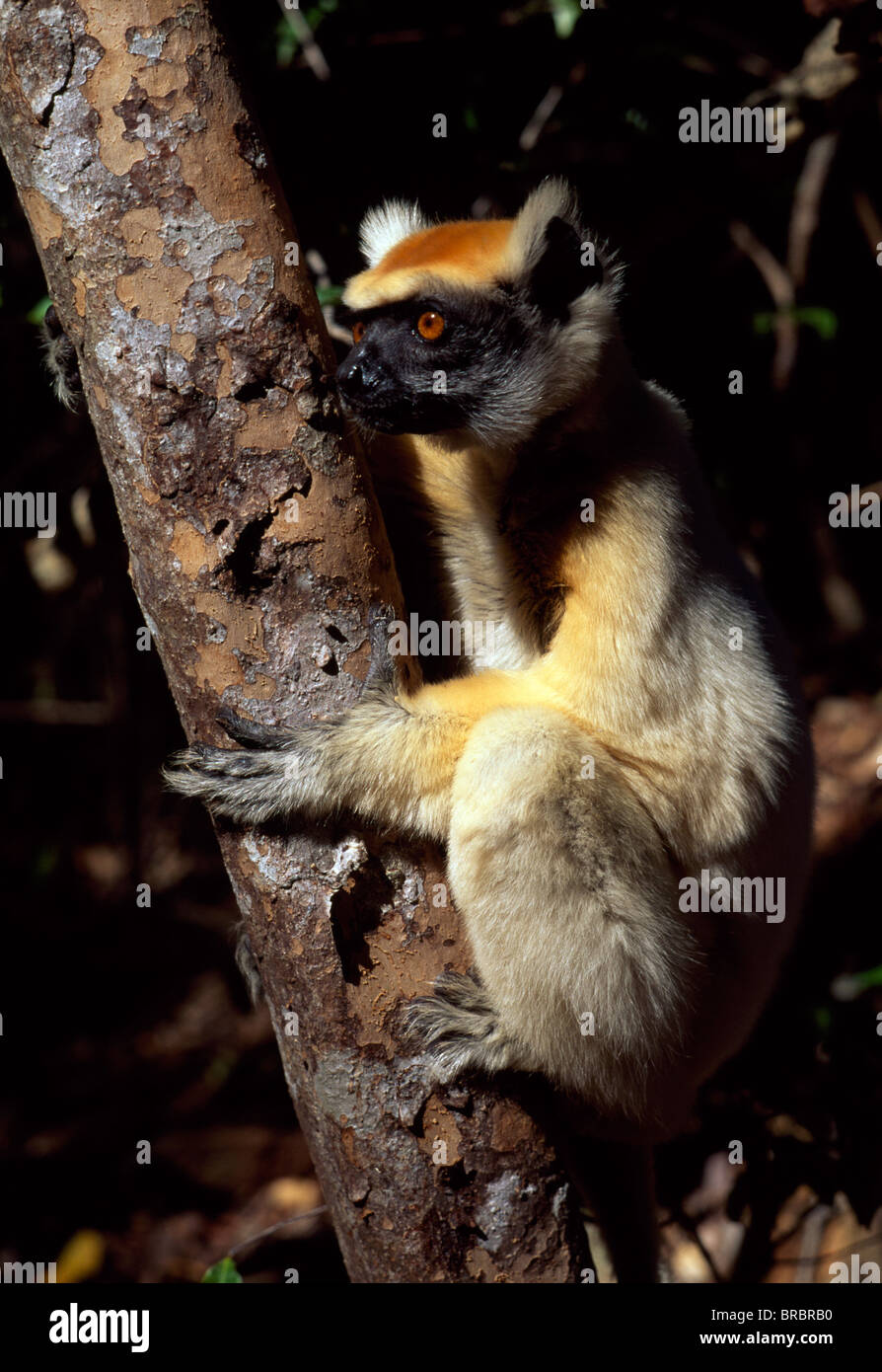 Golden-crowned Sifaka (Propithecus tattersalli), una specie in via di estinzione, sull albero, Daraina, Madagascar settentrionale Foto Stock