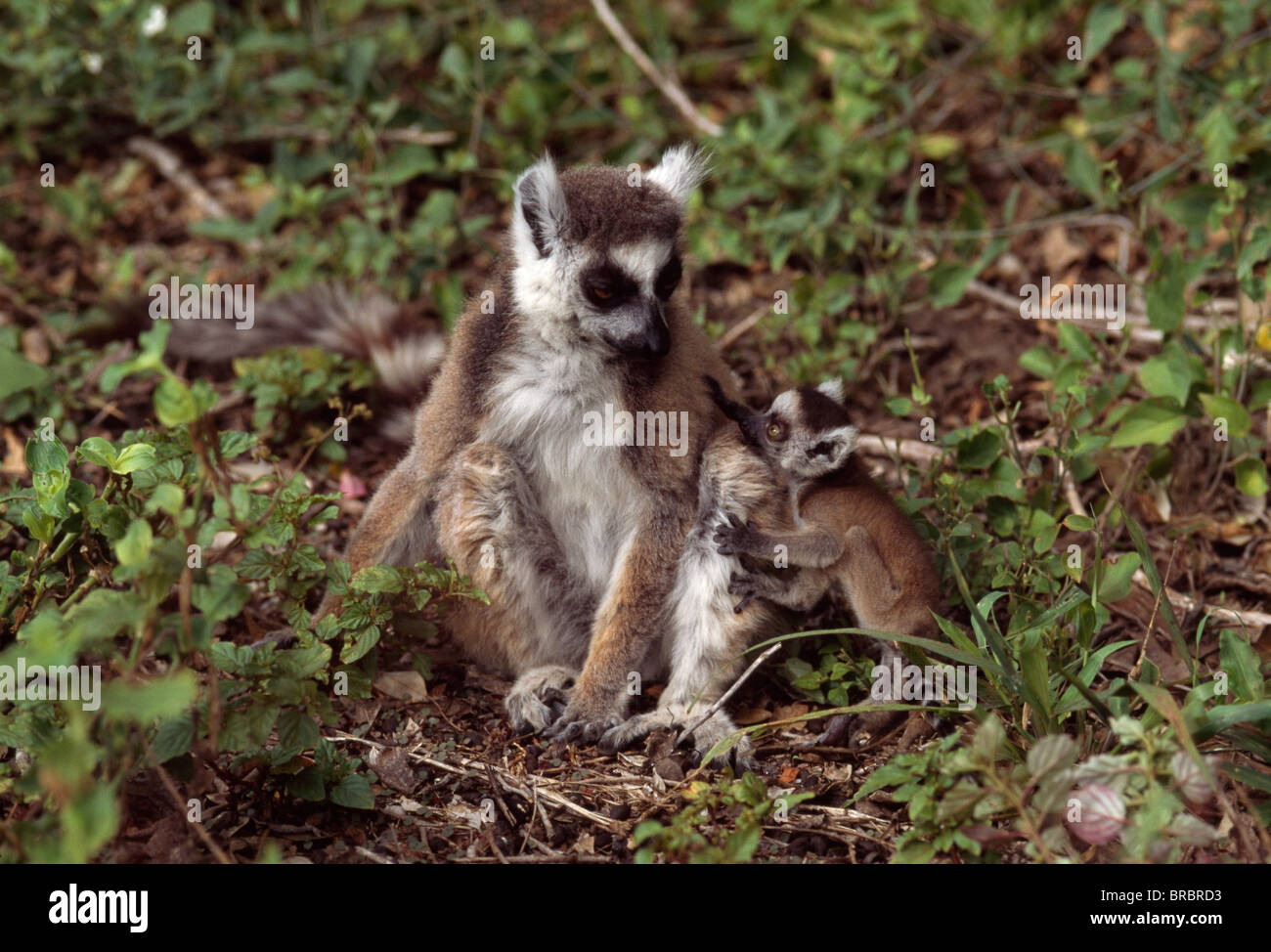 Anello-tailed lemuri (Lemur catta) madre con bambino seduto sul pavimento della foresta, Berenty, Madagascar meridionale Foto Stock