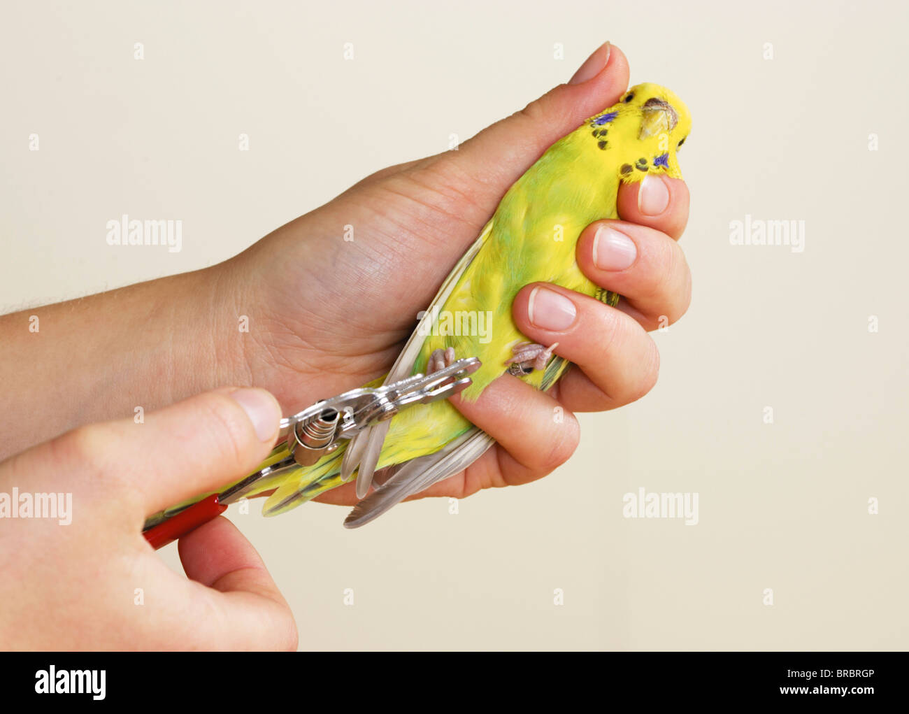 Budgerigar - taglio artigli Foto Stock