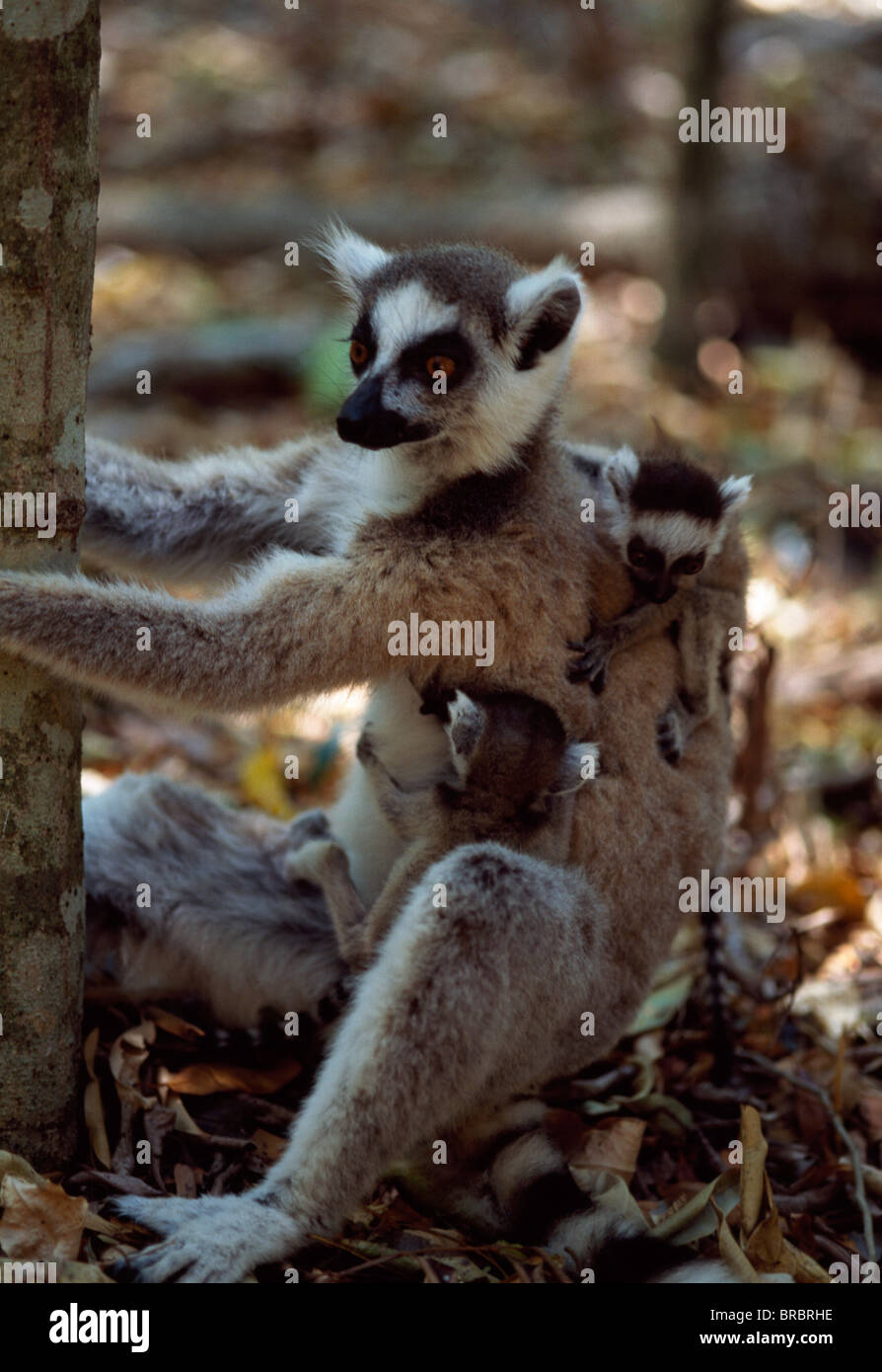 Anello-tailed lemuri (Lemur catta), madre con letti bebè, Berenty, Madagascar meridionale Foto Stock