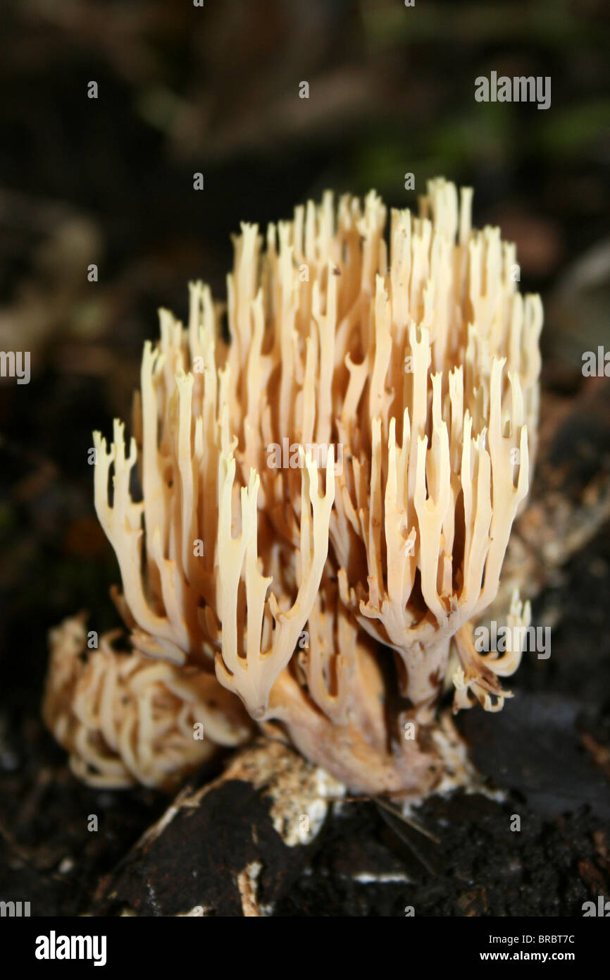 Montante Coral fungo Ramaria stricta prese a Dibbinsdale LNR, Wirral, Regno Unito Foto Stock