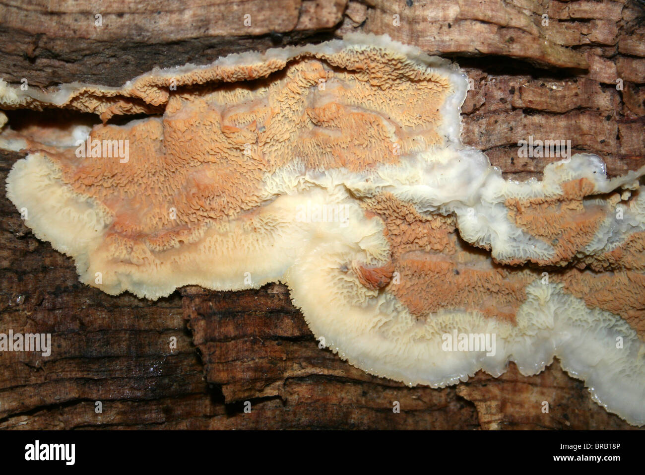 Jelly rot fungus tremellosa Phlebia prese a Dibbinsdale LNR, Wirral, Regno Unito Foto Stock