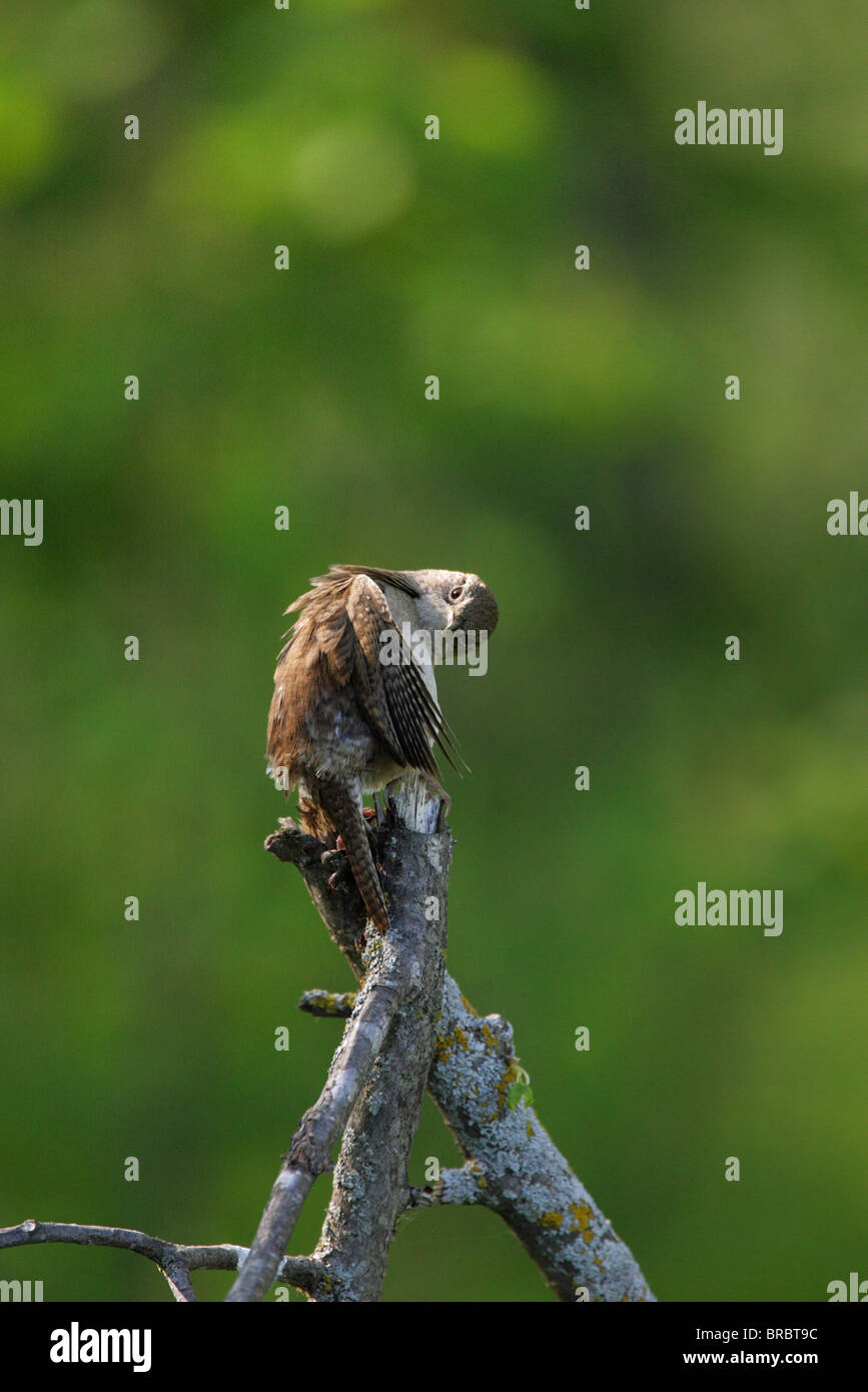Casa Wren Troglodytes aedon appollaiato su un vecchio ramo di albero preening le sue piume Foto Stock