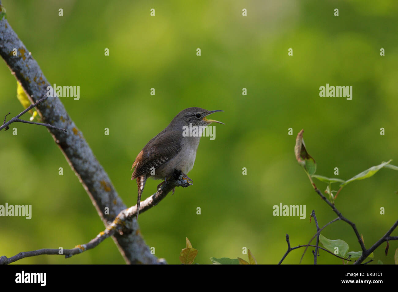 Casa Wren Troglodytes aedon appollaiato su un ramo di albero a cantare con il suo becco aperto Foto Stock