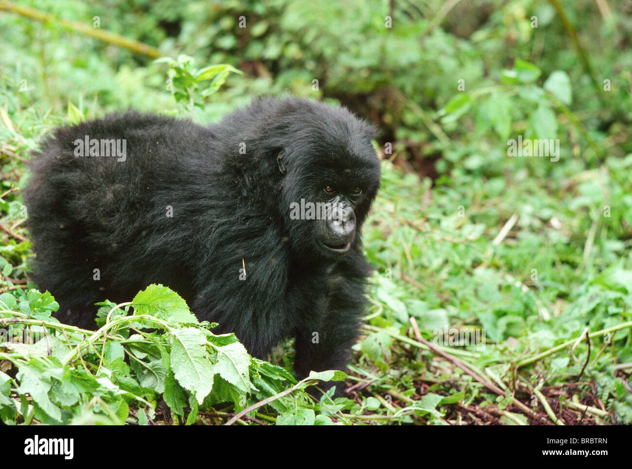 I gorilla di montagna (Gorilla gorilla beringei) capretti, vulcani Virunga, Ruanda Foto Stock
