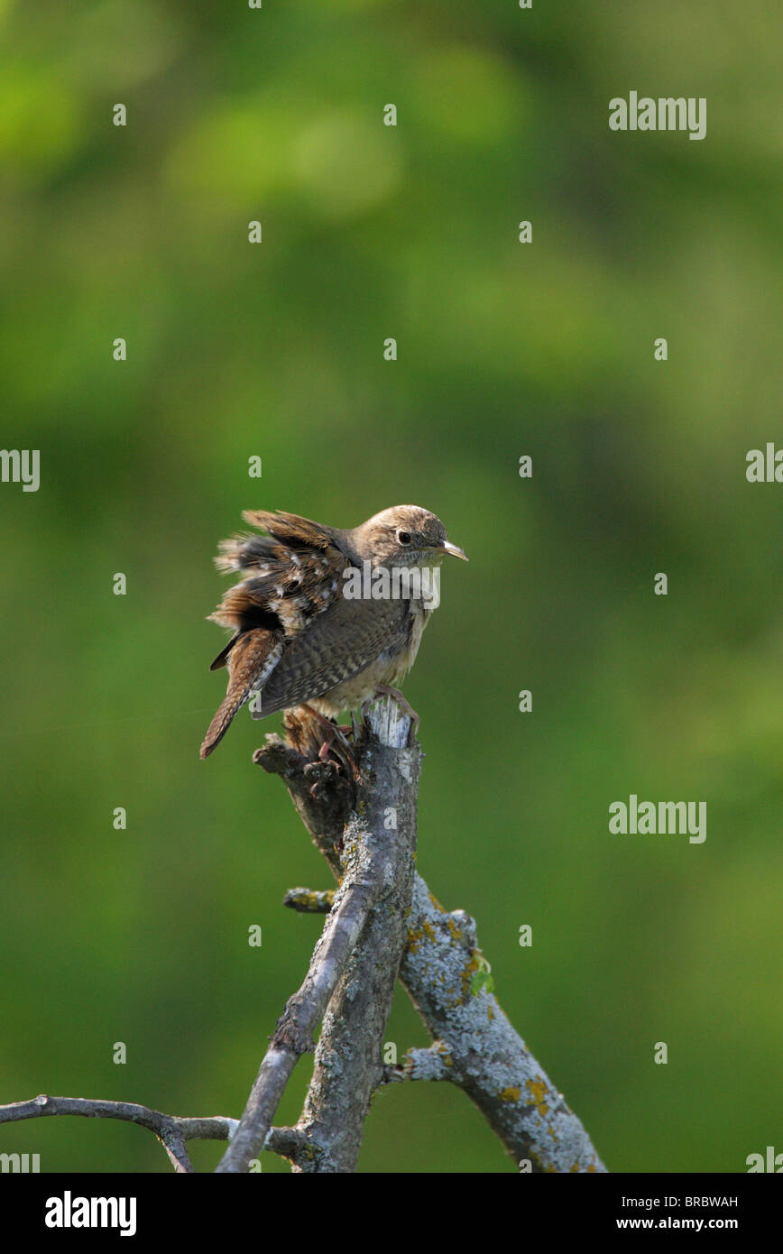 Casa Wren Troglodytes aedon appollaiato su un vecchio ramo di albero preening le sue piume Foto Stock