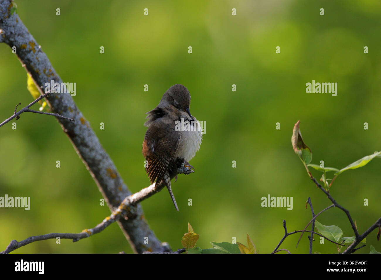 Casa Wren Troglodytes aedon appollaiato su un vecchio ramo di albero preening le sue piume Foto Stock