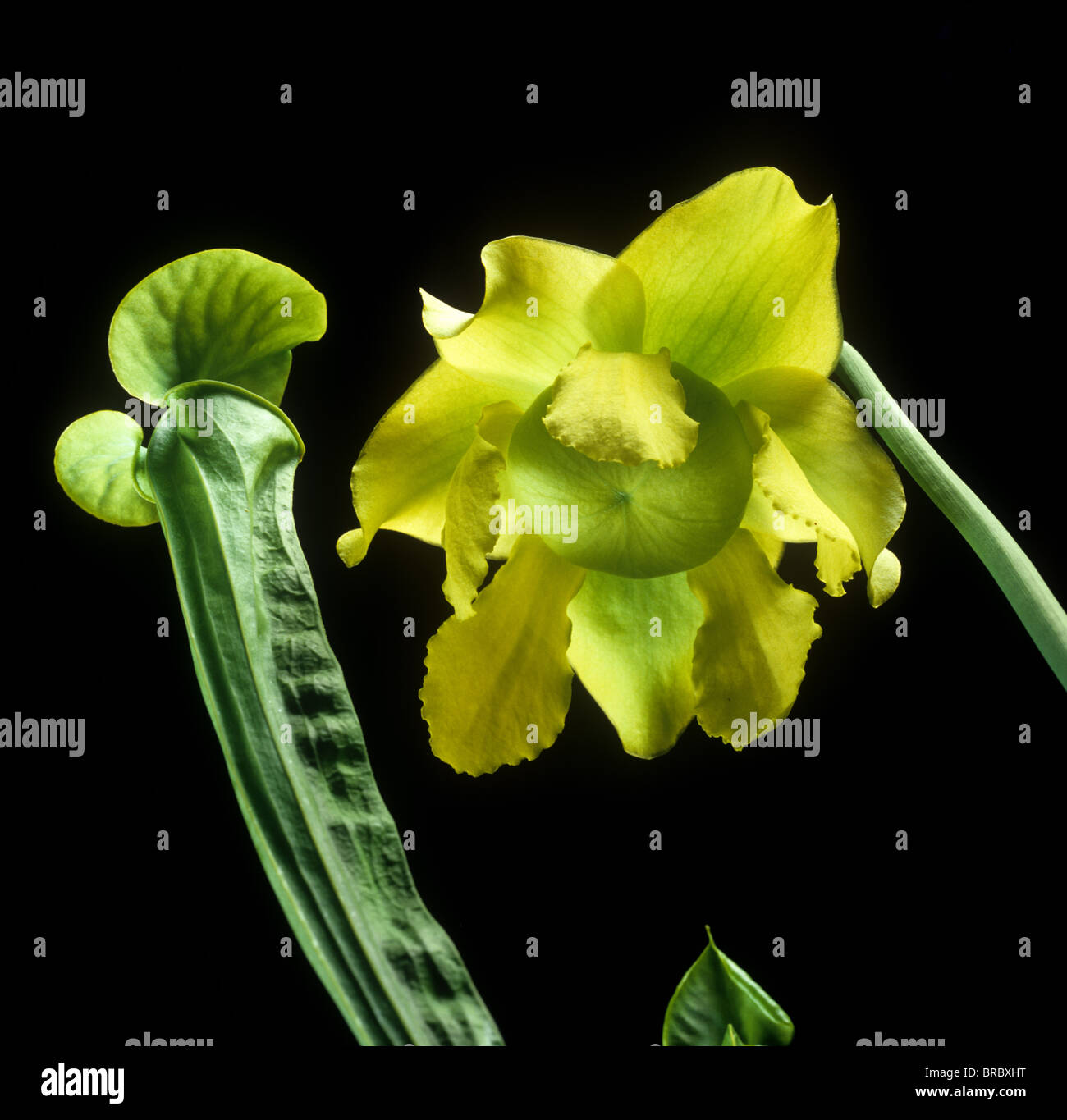 Giallo pianta brocca (Sarracenia flava) fiore e la brocca Foto Stock