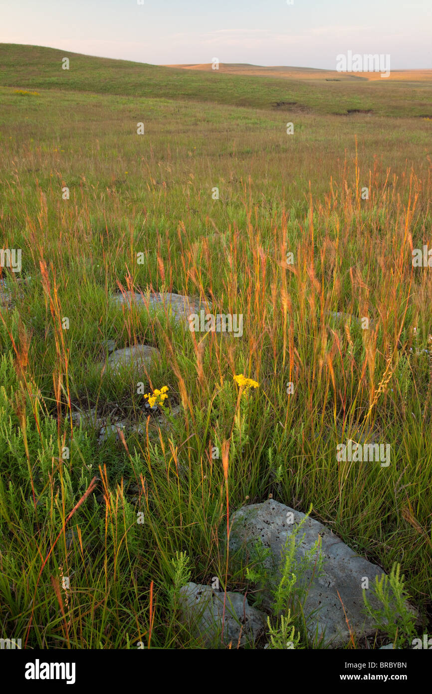 Tallgrass prairie, Tallgrass Prairie National Preserve, Kansas Foto Stock