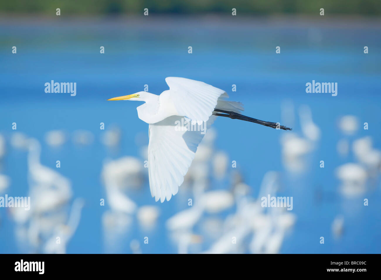 Airone bianco maggiore (Casmerodius Albus) in volo, Sanibel Island, J. N. Ding Darling National Wildlife Refuge, Florida, Stati Uniti d'America Foto Stock
