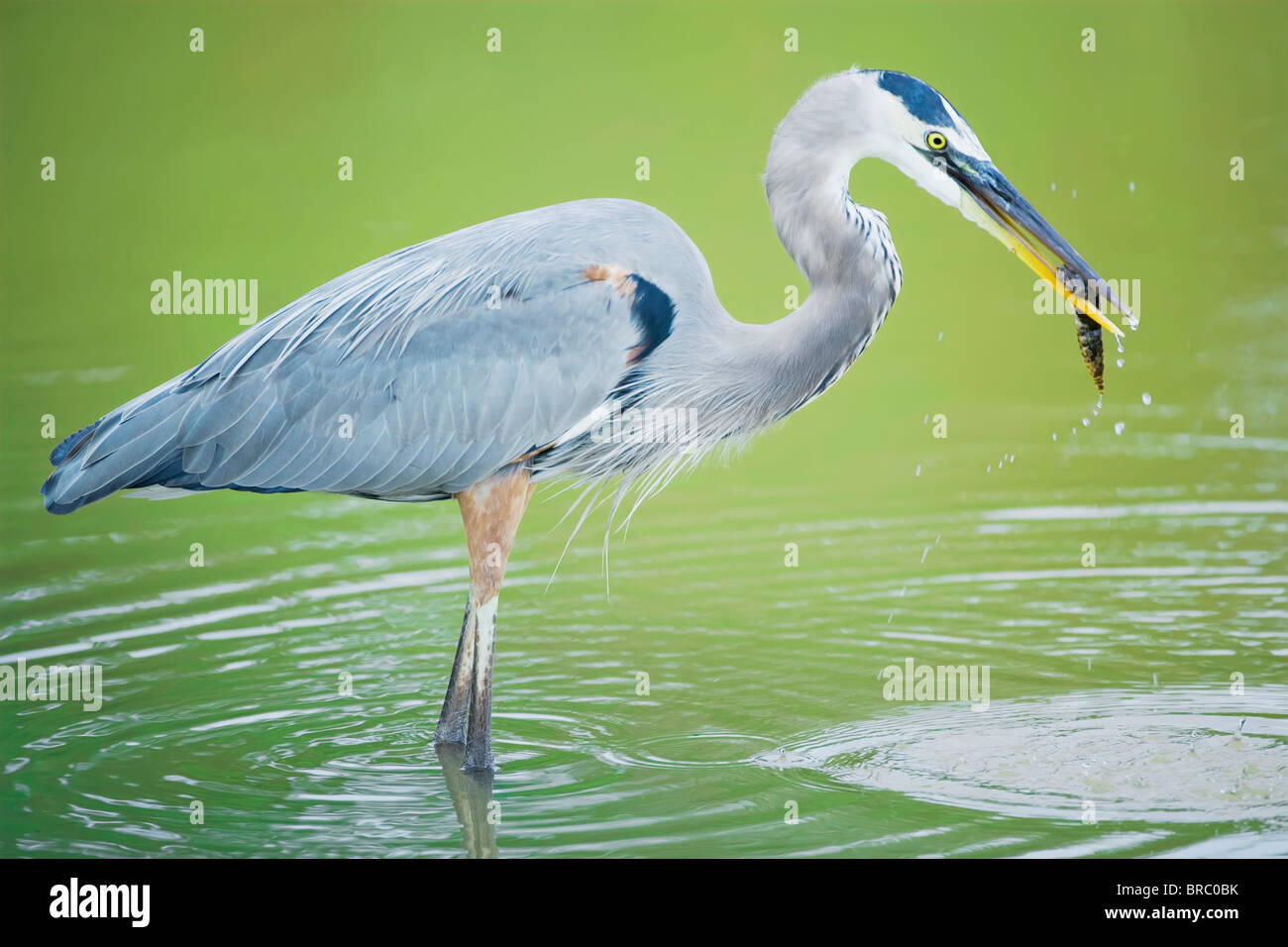 Airone blu con il pesce, in piedi in acqua, Sanibel Island, J. N. Ding Darling National Wildlife Refuge, Florida, Stati Uniti d'America Foto Stock