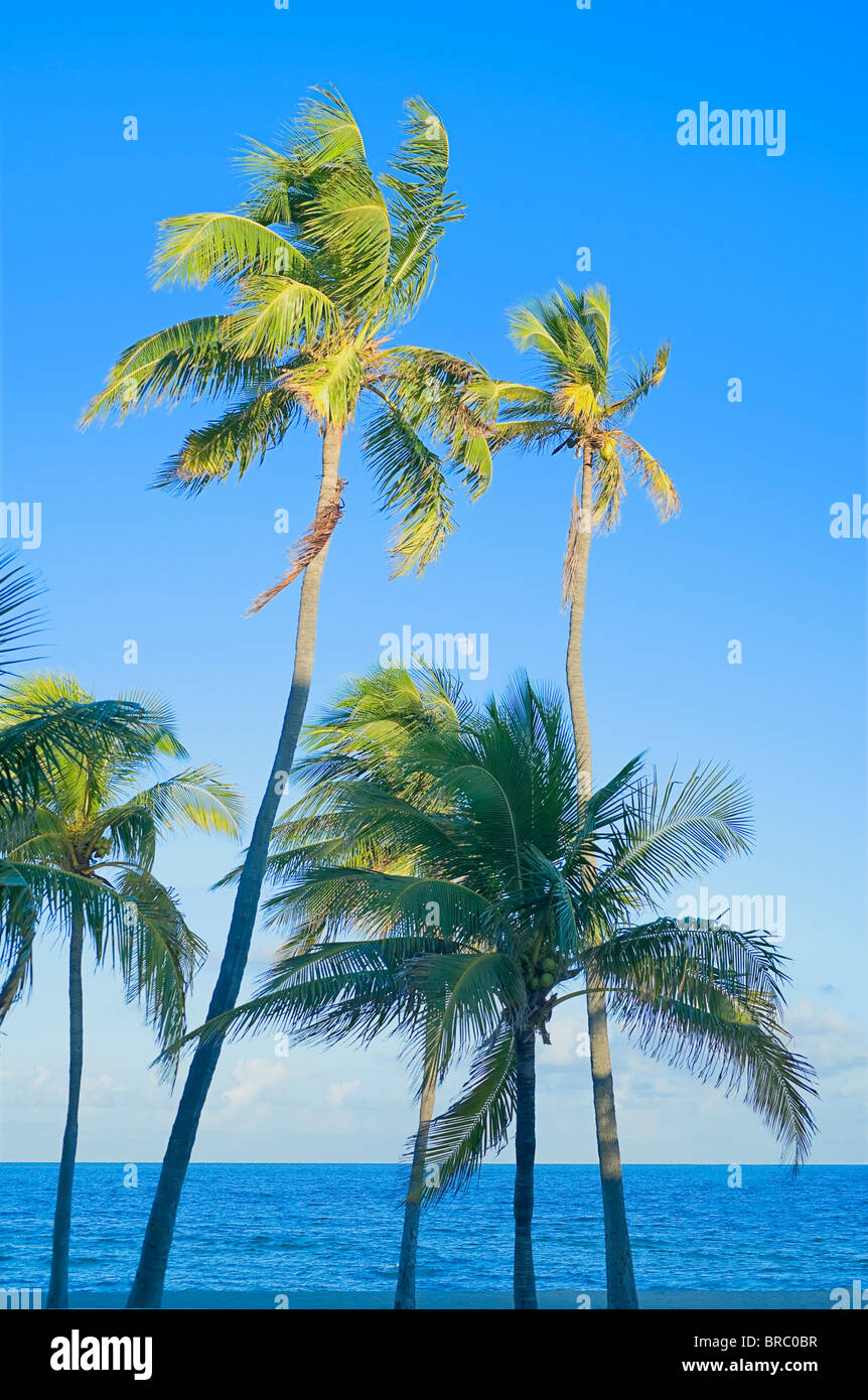 Palme sulla spiaggia tropicale, Fort Lauderdale, Florida, Stati Uniti d'America Foto Stock