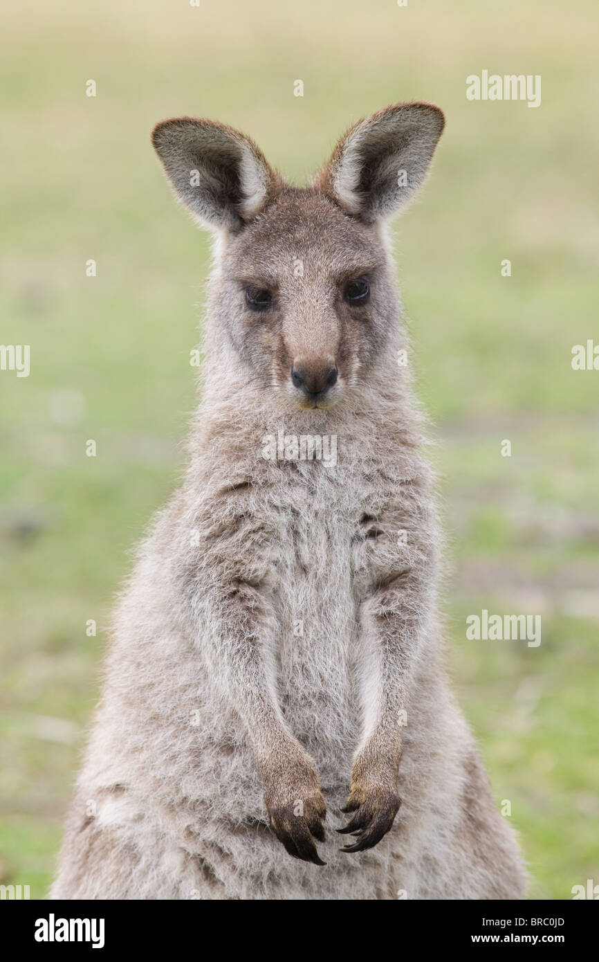 Orientale Canguro grigio (Macropus giganteus), NSW, Australia Foto Stock