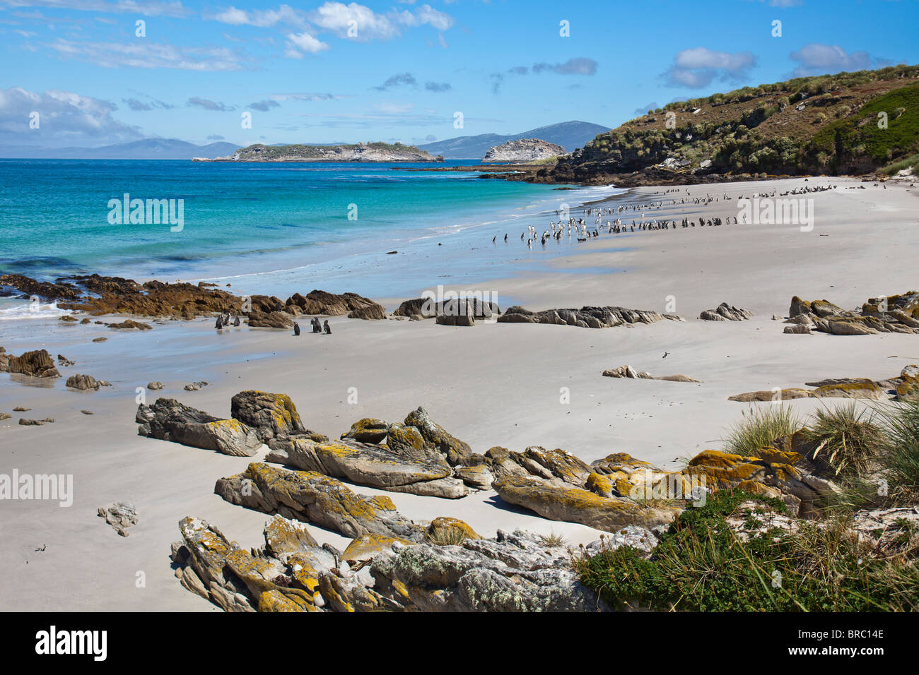 Spiaggia, sulla punta meridionale dell'isola di carcassa, con Gentoo e i pinguini di Magellano andando e venendo a mare, Falklands Foto Stock