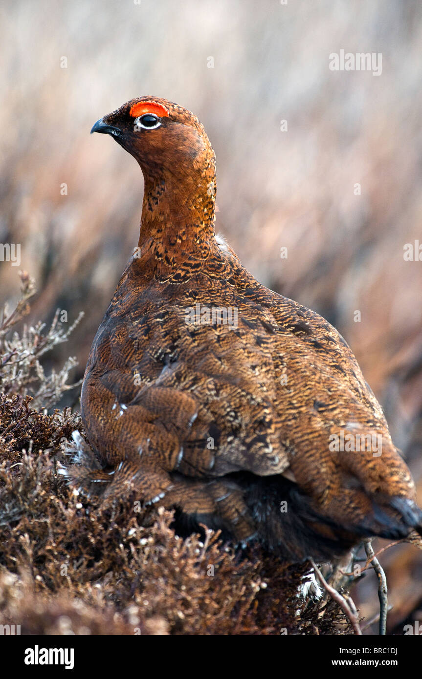 Red Grouse lagopus lagopus scoticus Foto Stock