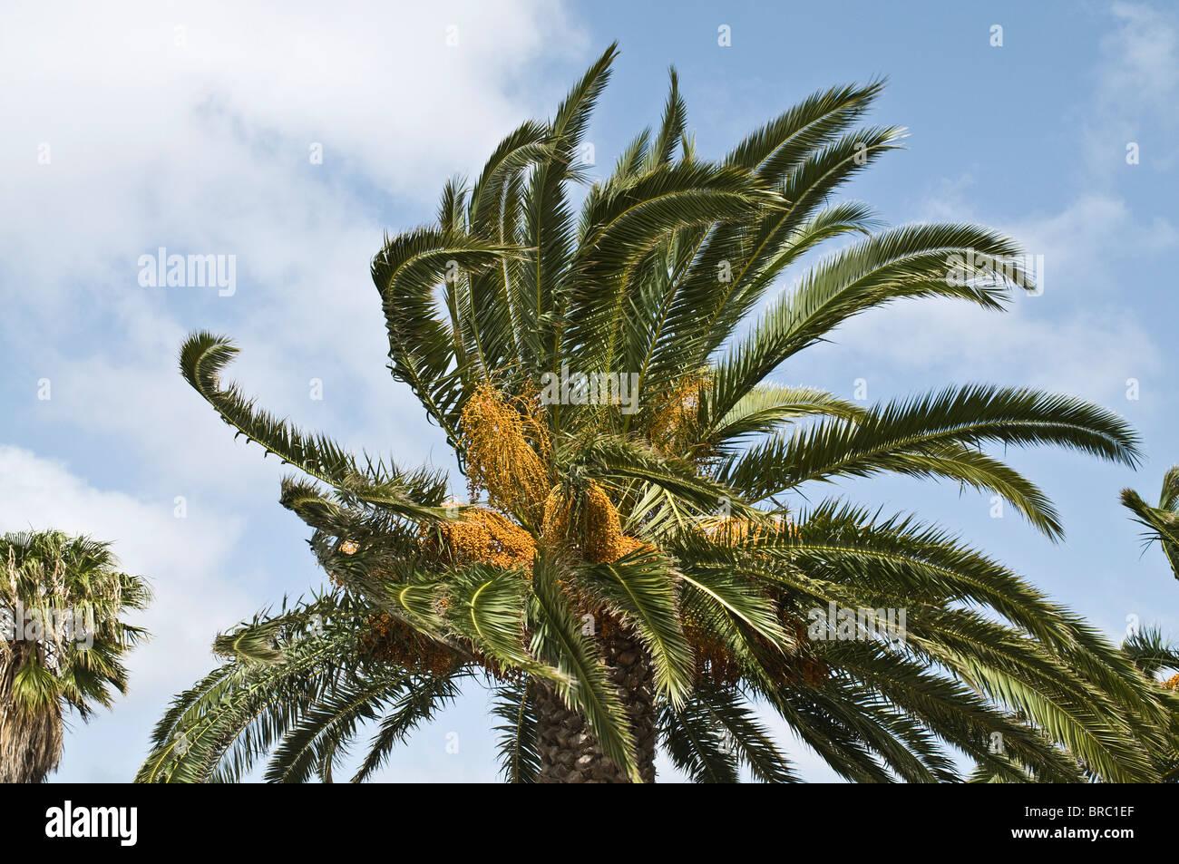 dh Palm Tree phoenix dactylifera PALM TREES LANZAROTE forti venti spazzato foglie soffia in vento tempo ventoso Foto Stock