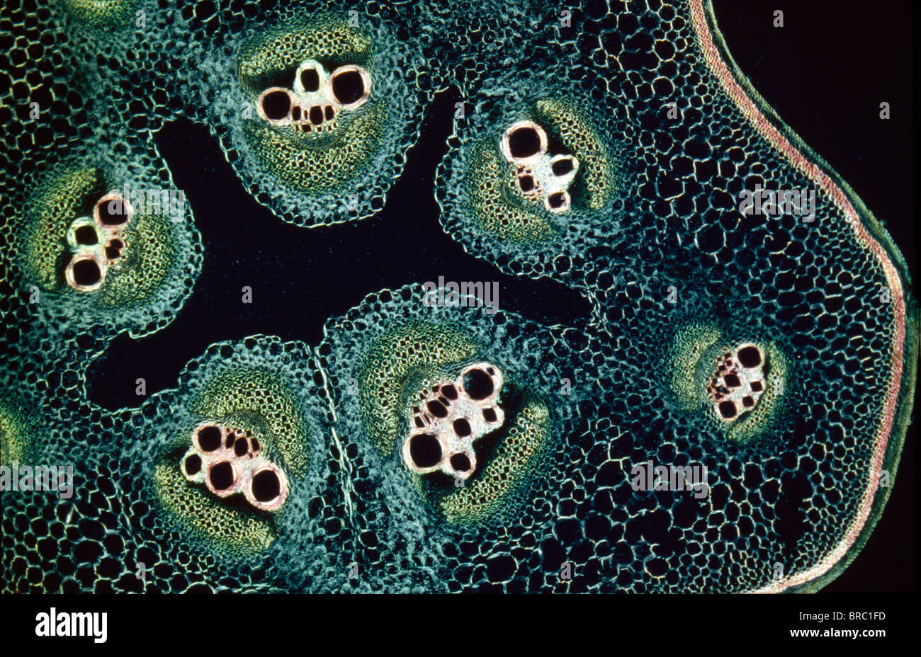 Micrografia di luce (LM) di una sezione trasversale di uno stelo di un midollo (Cucurbita sp.), ingrandimento x12 Foto Stock