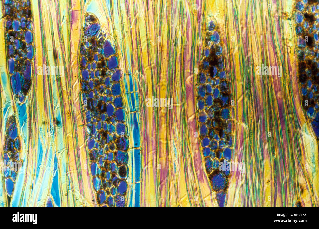 Micrografia di luce (LM) di una sezione longitudinale che mostra gli elementi dello xilema di legno di mogano (Pinus sylvestris), ingrandimento x600 Foto Stock