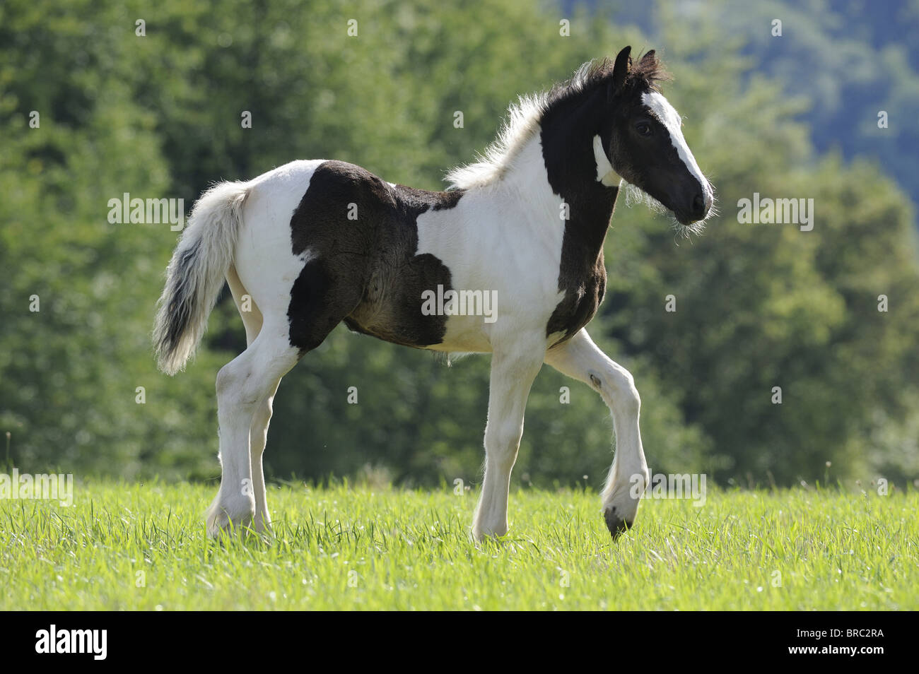 Gypsy Vanner Cavallo (Equus caballus ferus), puledro trotto su un prato. Foto Stock