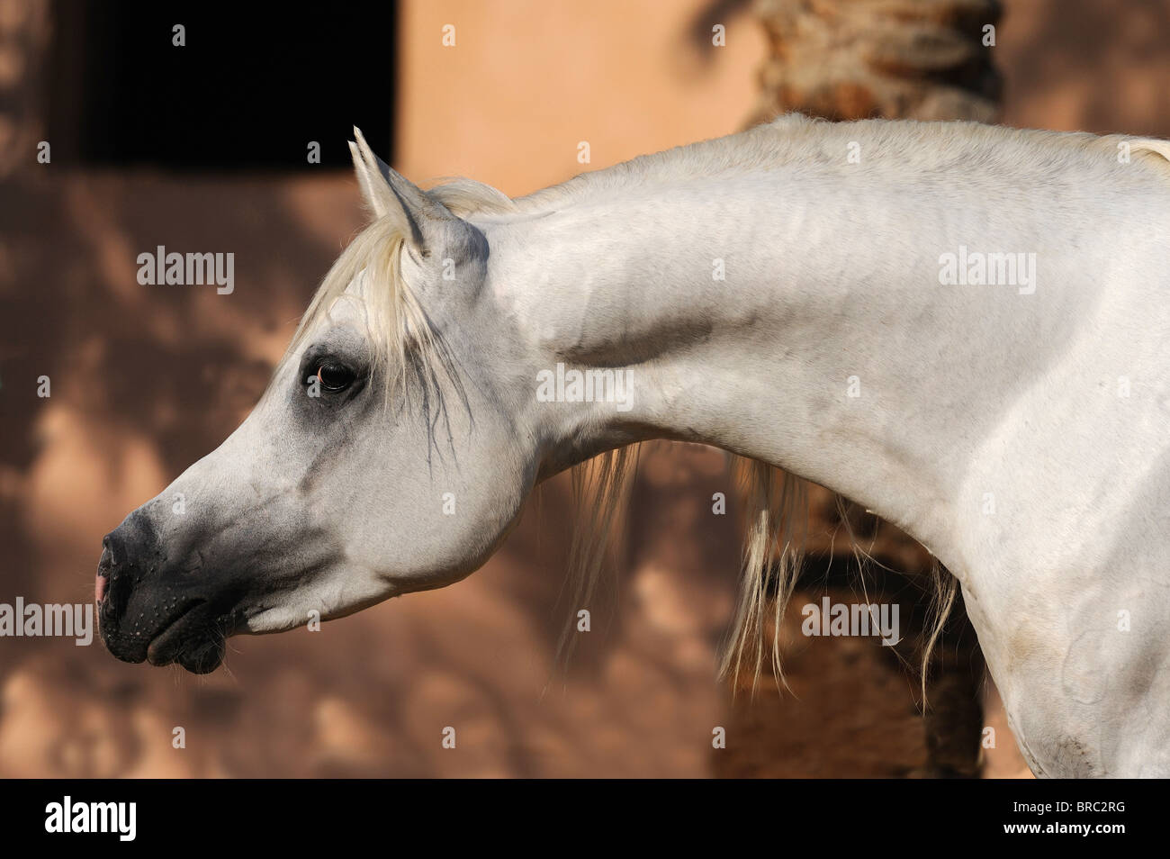 Arabian Horse (Equus caballus ferus), ritratto di uno stallone grigio. Foto Stock