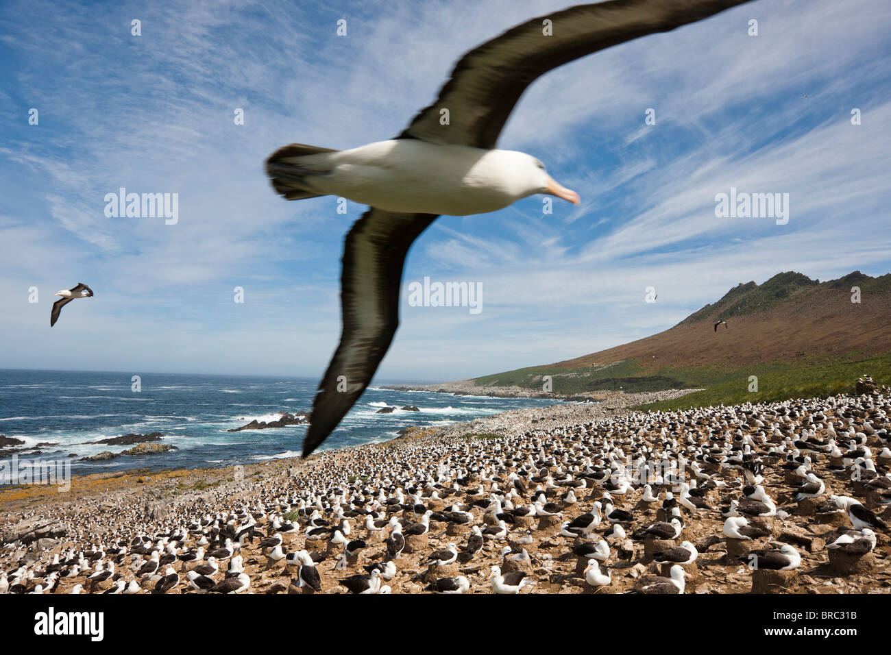 Nero-browed colonia di albatri. Steeple Jason Isola, Isole Falkland Foto Stock