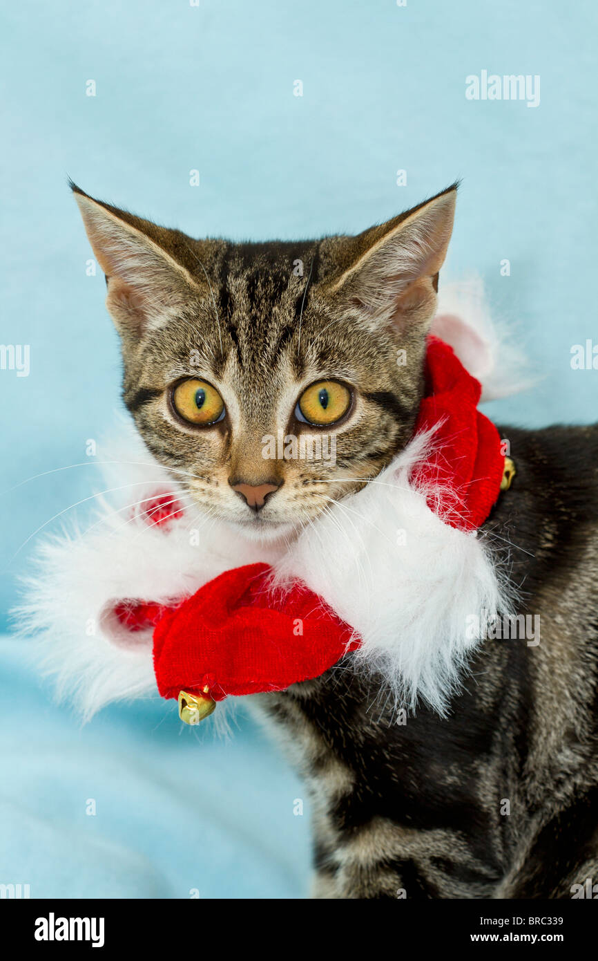 Carino Sgombro Tabby kitten (felis catus) indossare il collare di Natale e un disorientato espressione sul viso mentre guarda direttamente la fotocamera Foto Stock