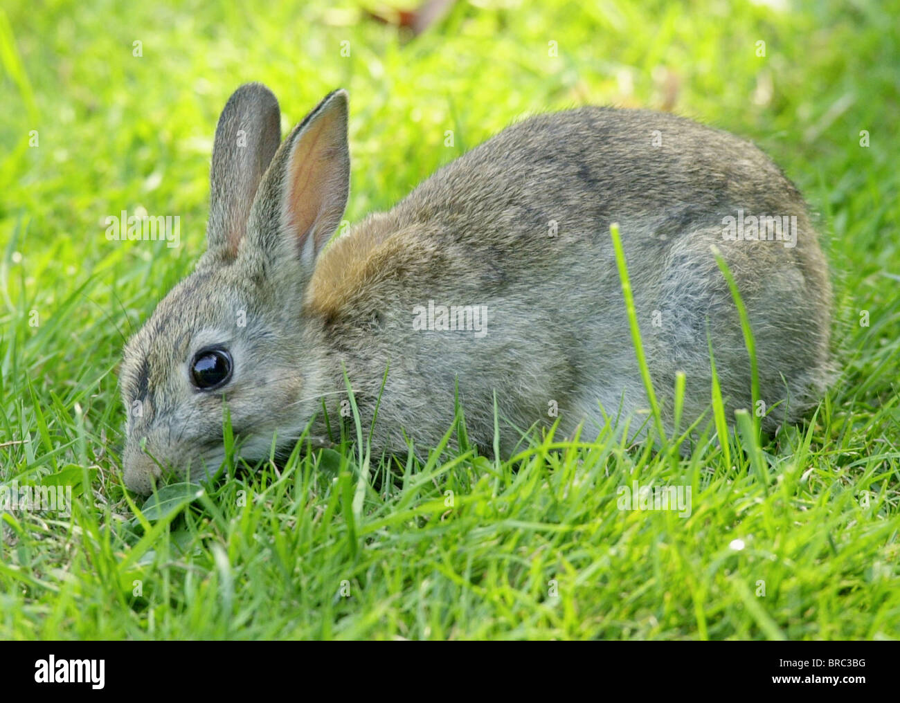 Coniglio - comune - di coniglio (latino: Lepus cuniculus) coniglio selvatico fotografato nella campagna inglese. Foto Stock