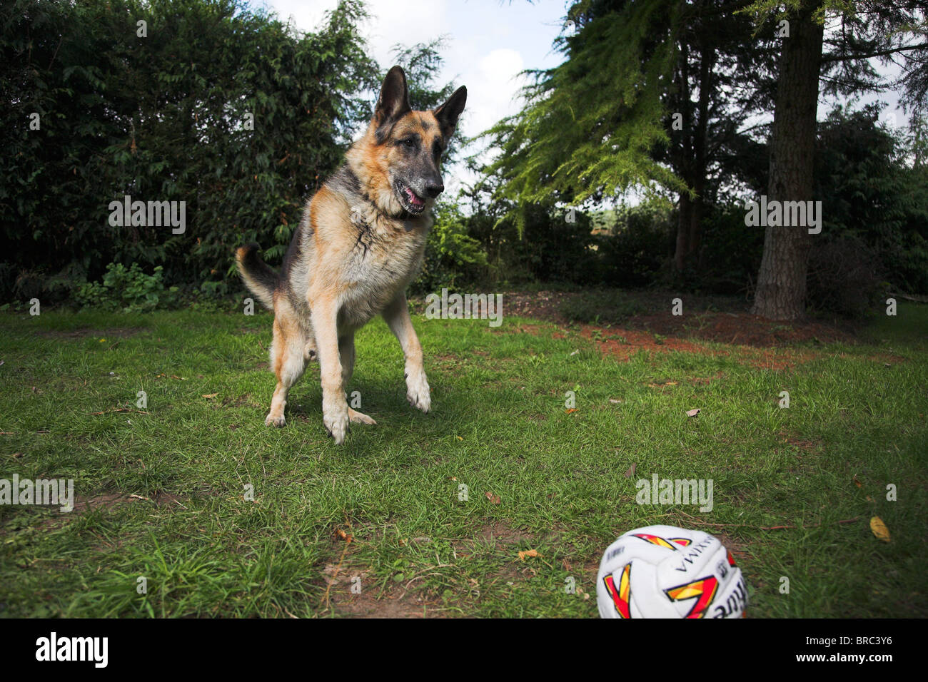 Giocoso cane alsaziano Foto Stock