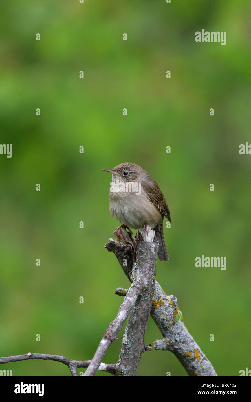 Casa Wren Troglodytes aedon nel profilo appollaiato su alcuni rami di alberi Foto Stock