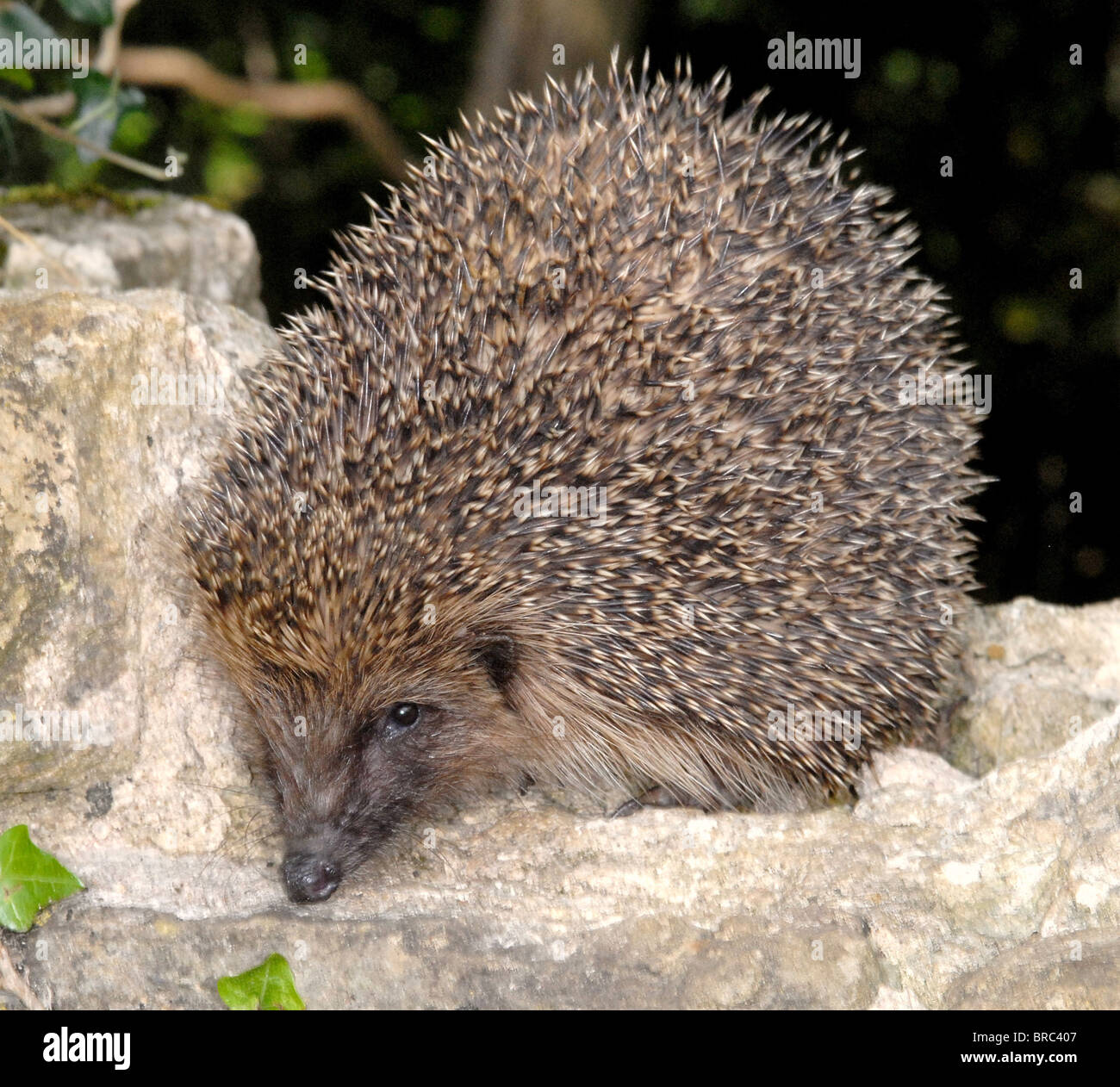 Riccio (Erinaceus europaeus) in un giardino DEL REGNO UNITO Foto Stock