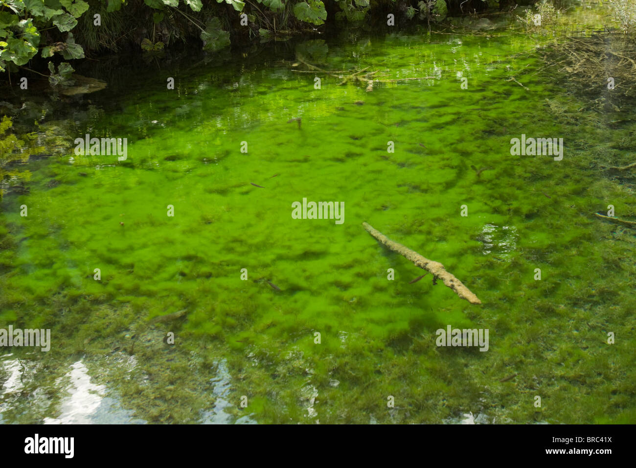 Le Alghe verdi in un laghetto nel Parco Nazionale dei laghi di Plitvice in Croazia Foto Stock
