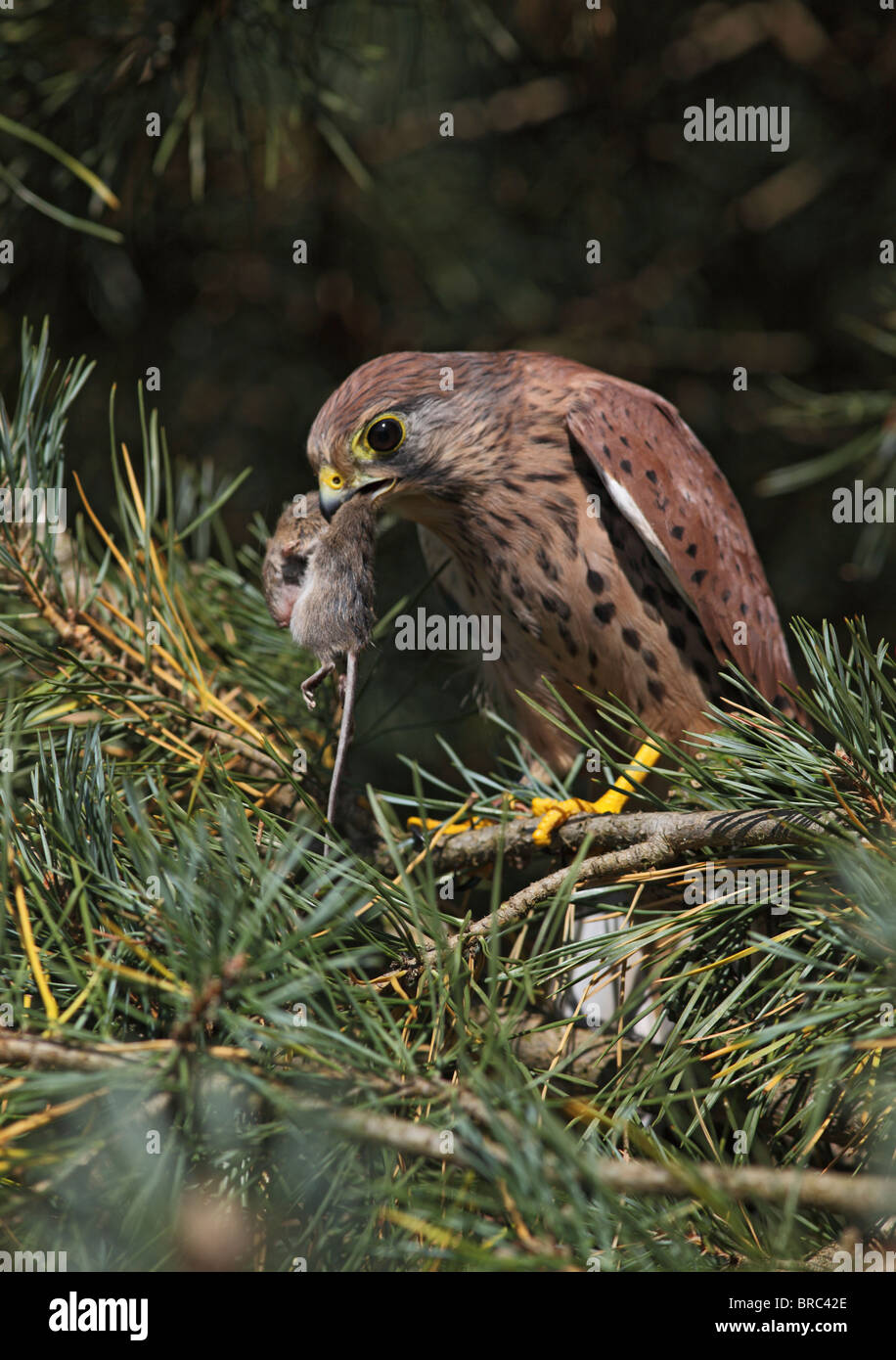Il Gheppio (Falco tinnunculus ) maschio con preda in abete Foto Stock