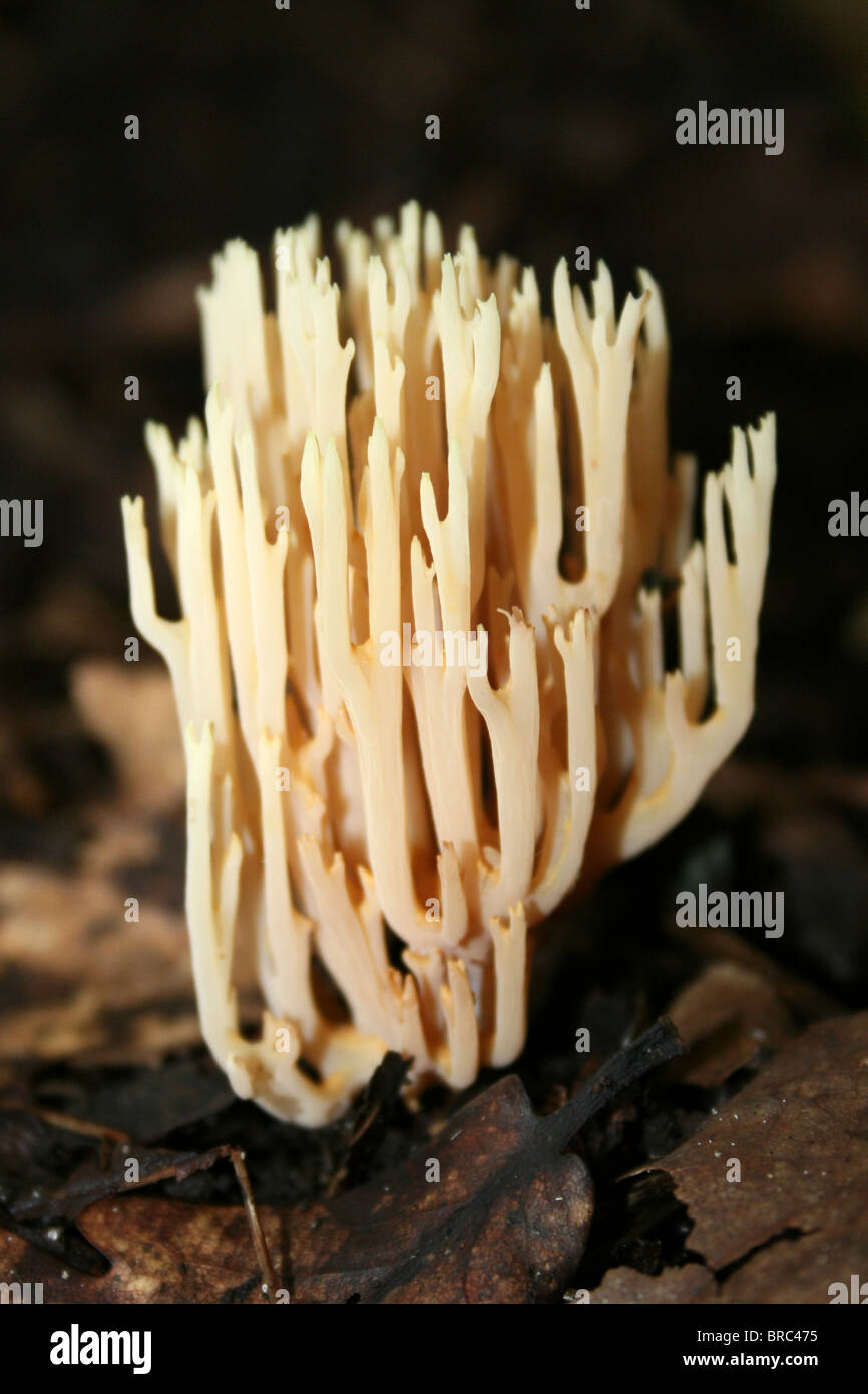 Montante Coral fungo Ramaria stricta prese a Dibbinsdale LNR, Wirral, Regno Unito Foto Stock