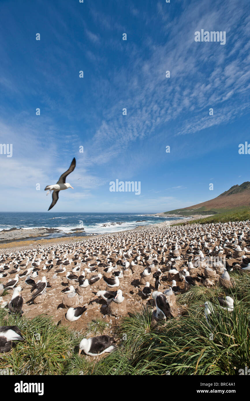 Nero-browed colonia di albatri. Steeple Jason Isola, Isole Falkland Foto Stock