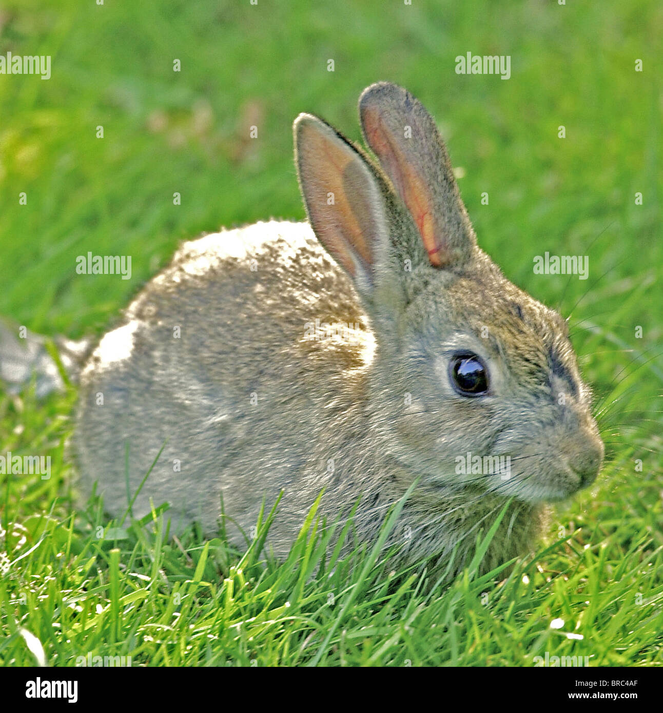 Coniglio - comune - di coniglio (latino: Lepus cuniculus) coniglio selvatico fotografato nella campagna inglese. Foto Stock
