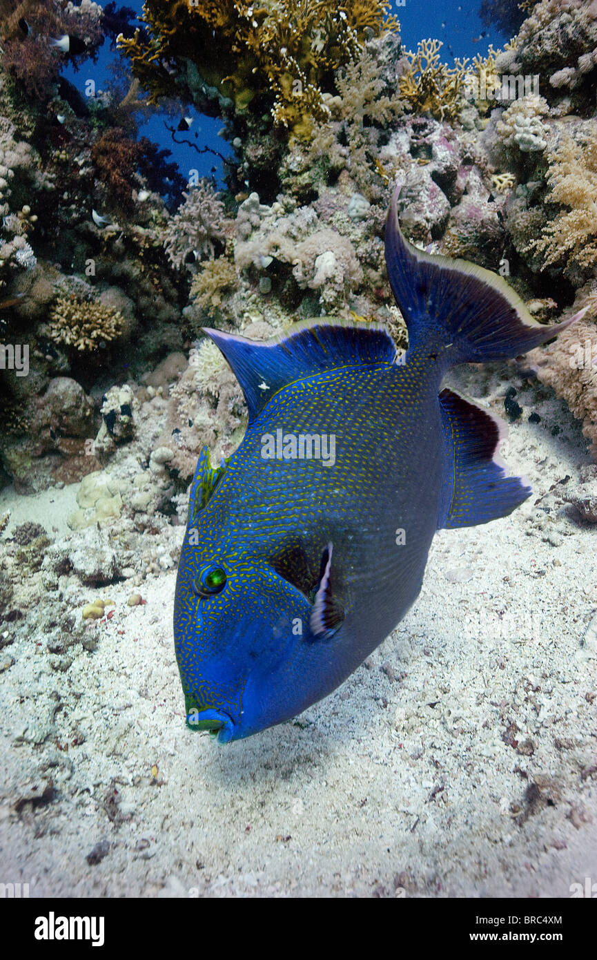 Pesci balestra blu passa sopra il suo nido proteggere le sue uova su Yolander reef del Mar Rosso egiziano Foto Stock