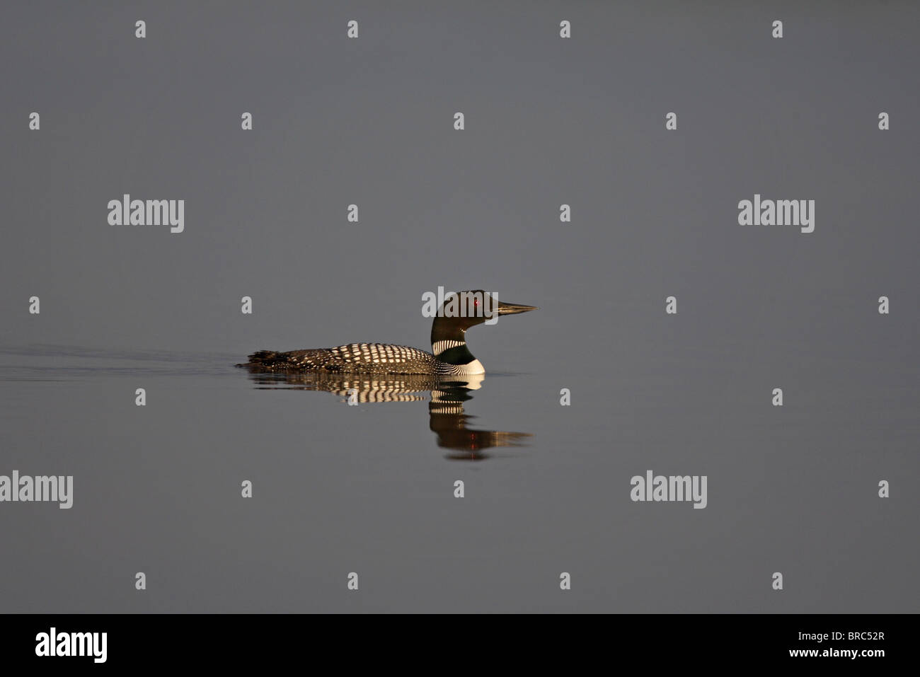 Loon comune Gavia immer nuoto sul lago con riflessione completa in acqua fin dalla prima luce della sera Foto Stock