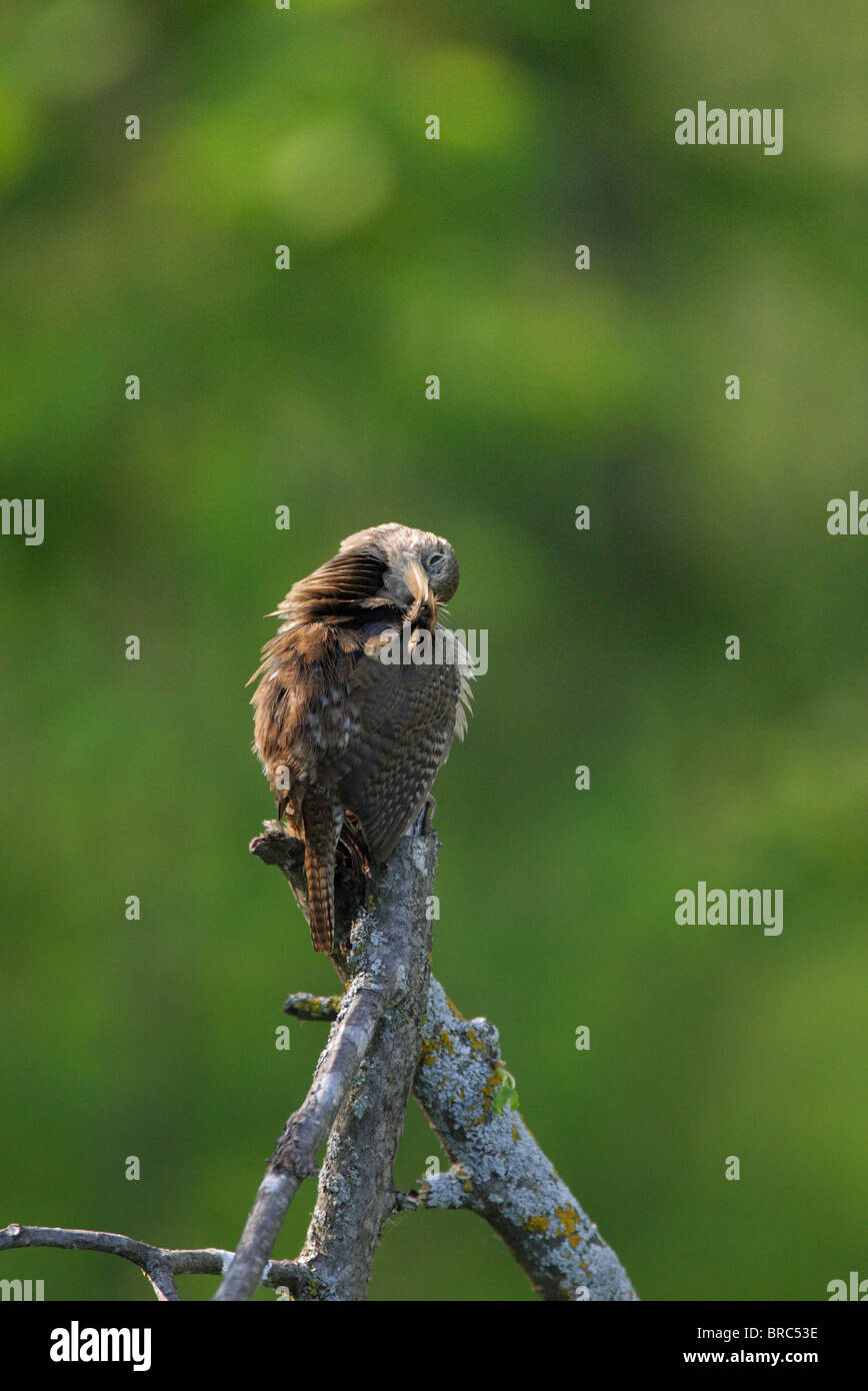 Casa Wren Troglodytes aedon appollaiato su un vecchio ramo di albero preening le sue piume Foto Stock