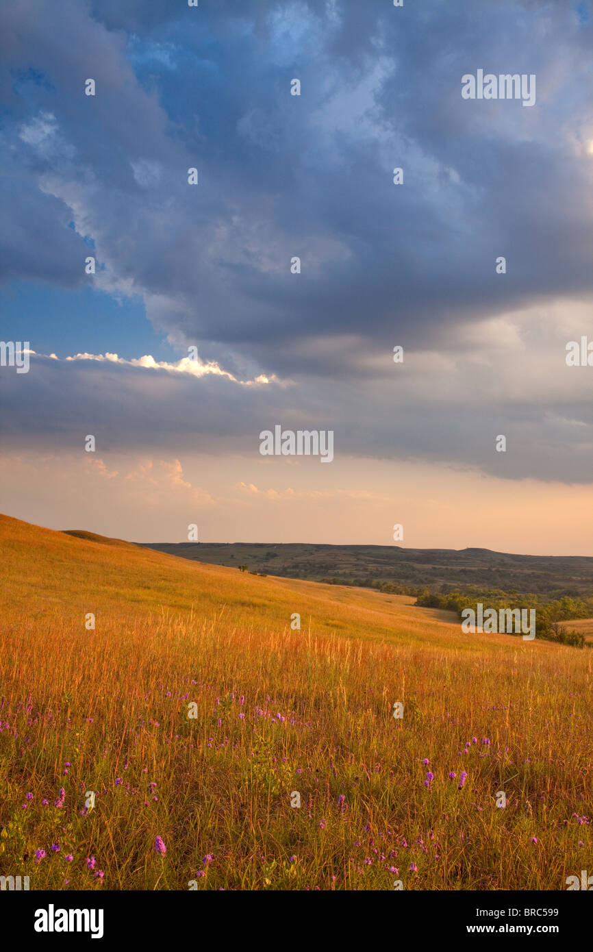 Blazing star in tallgrass prairie, Konza Prairie, Kansas Foto Stock