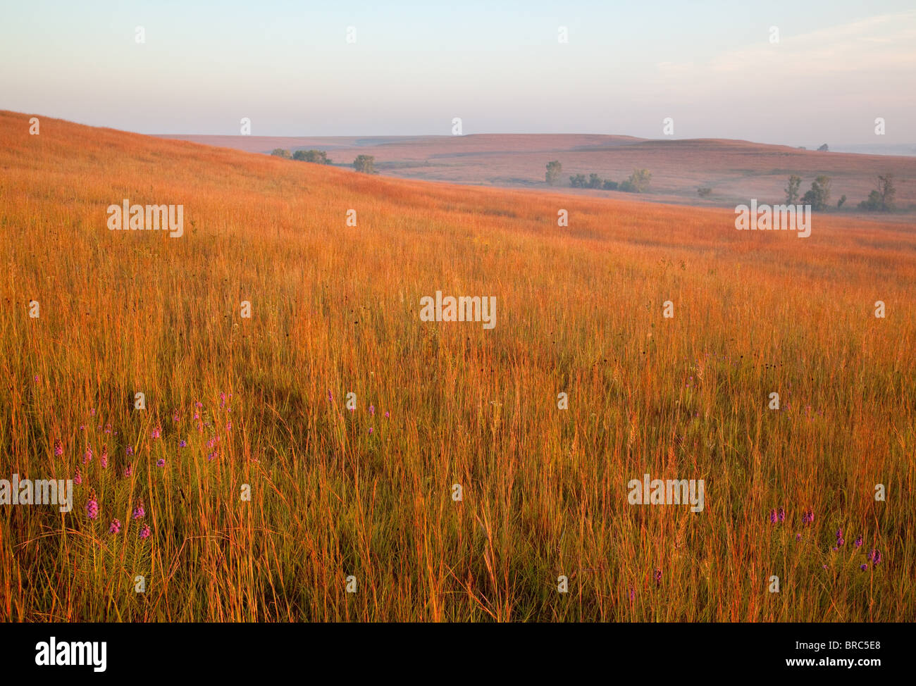 Tallgrass prairie in autunno, Tallgrass Prairie National Preserve, Kansas Foto Stock
