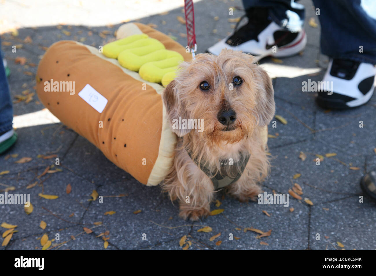 Adorabile cane da salsiccia vestito in costume elegante per la sfilata di Halloween a New York Foto Stock