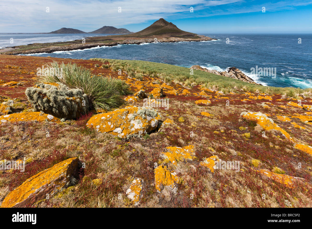 Oranch lichen su Steeple Jason Isola, Isole Falkland Foto Stock