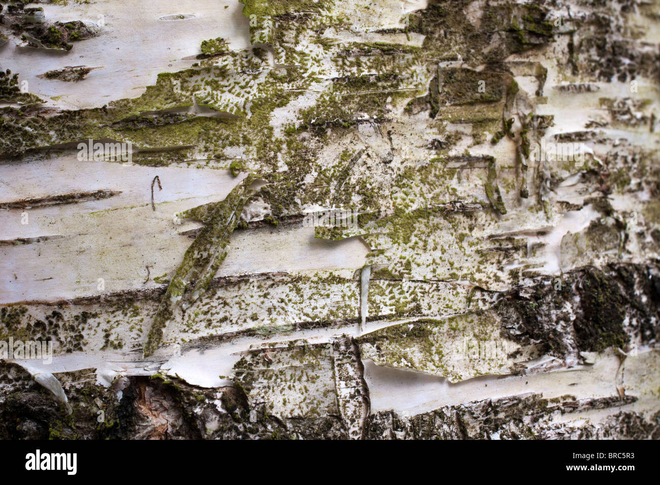 Il lichen coperto corteccia Foto Stock