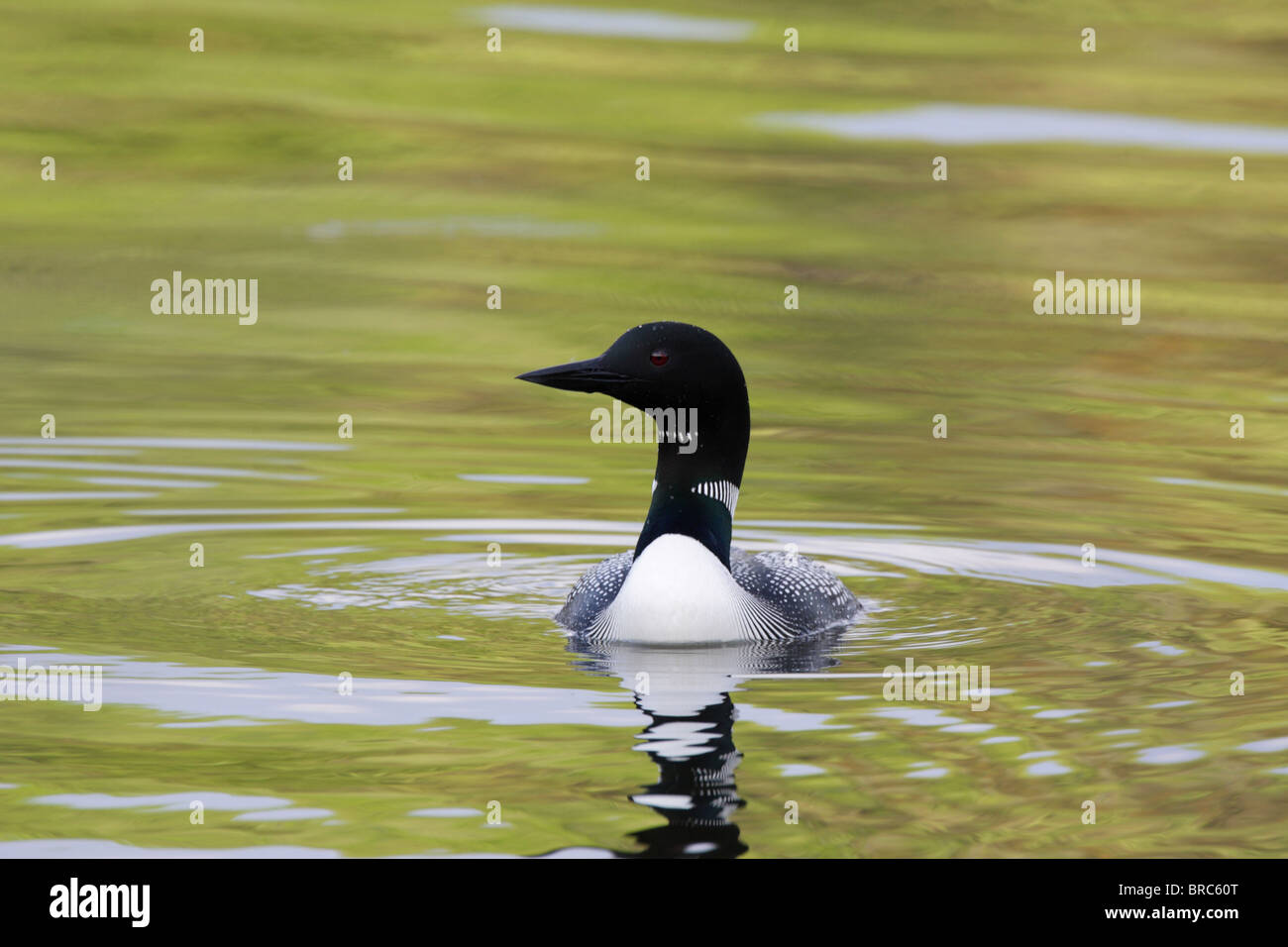 Loon comune Gavia immer nuoto sul lago con riflessione completa in acqua fin dalla prima luce della sera Foto Stock