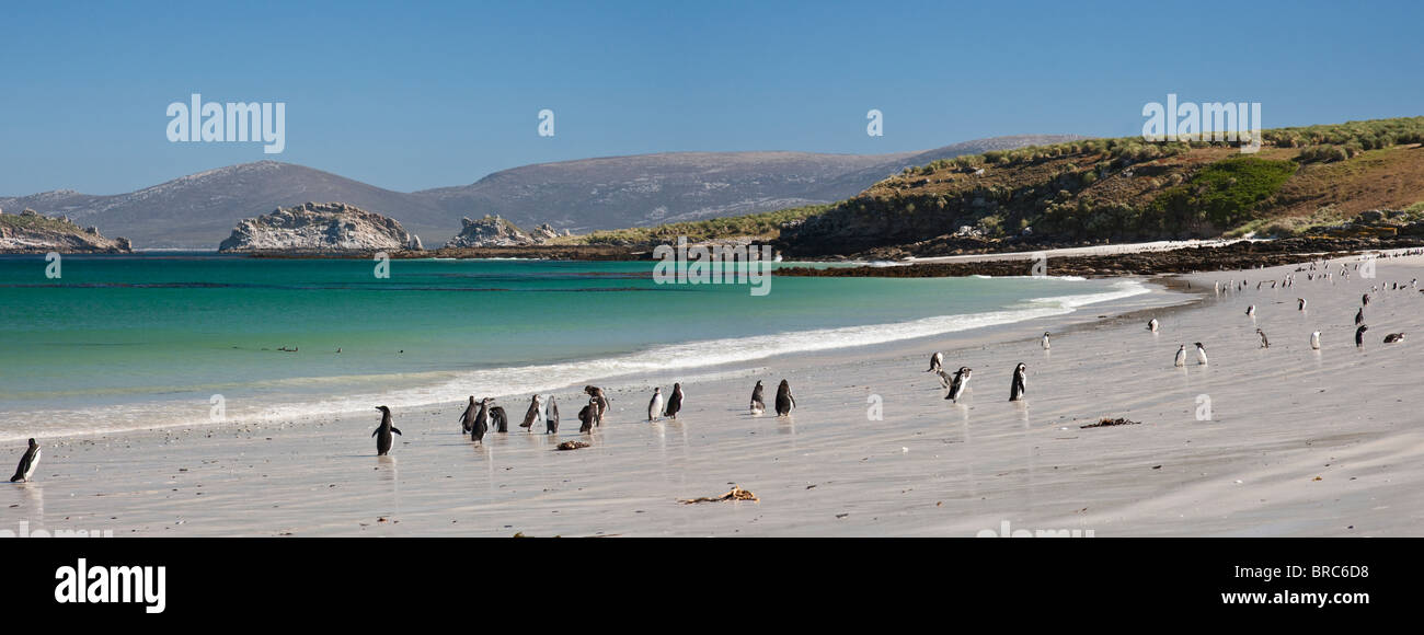 Bellissima spiaggia sulla punta sud dell isola di carcassa, Gentoo e i pinguini di Magellano andando e venendo a mare, Falkland è Foto Stock