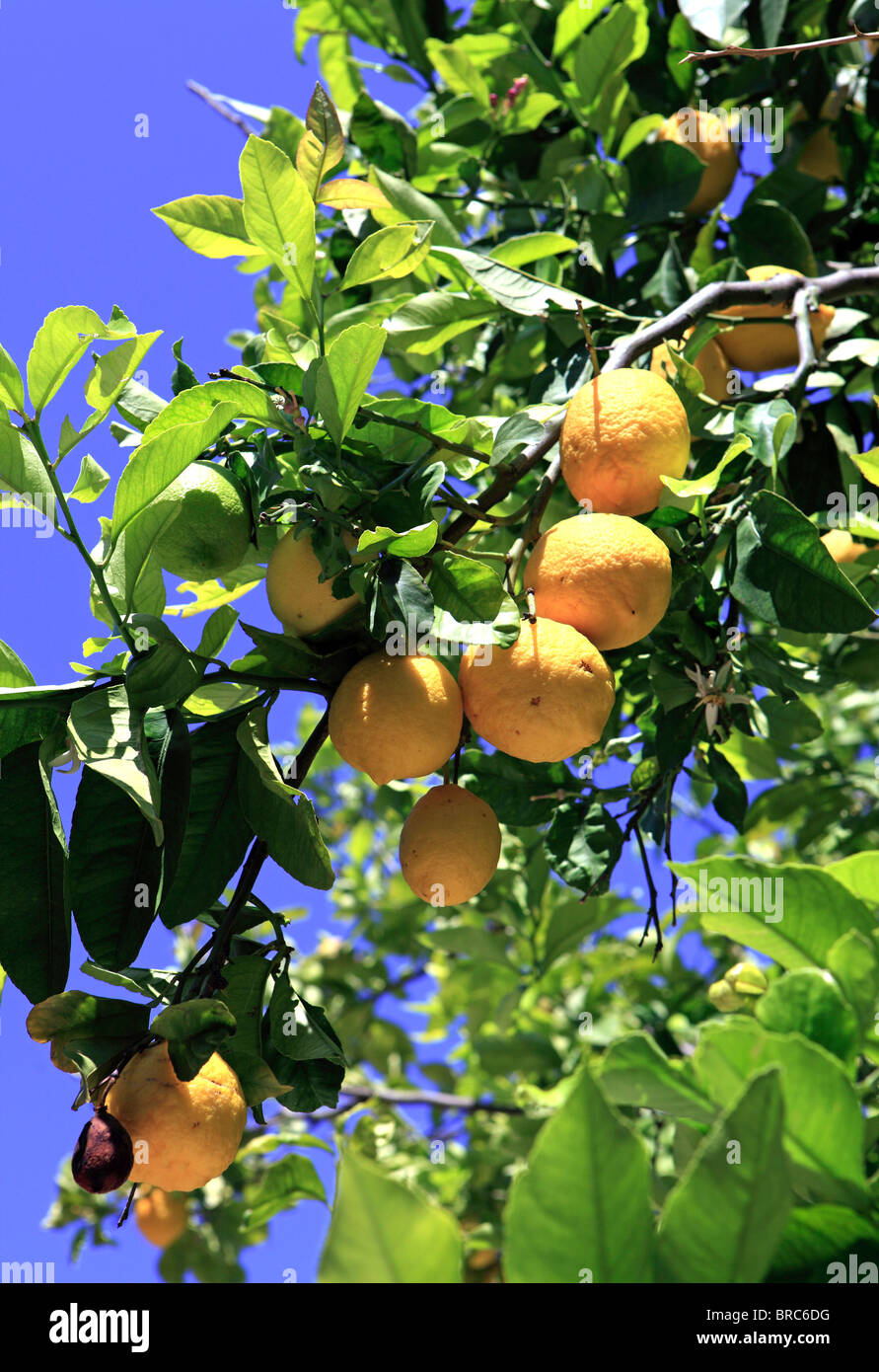 Grecia Isole Sporadi skiathos evangelistria monastero un albero di limone Foto Stock