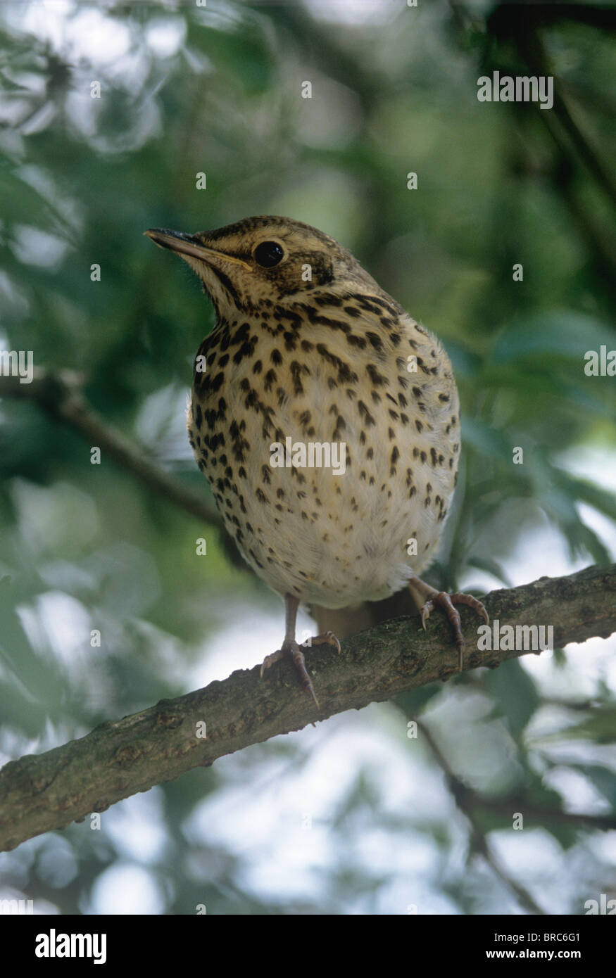 Tordo bottaccio (Turdus philomelos) su un ramo di un albero Foto Stock